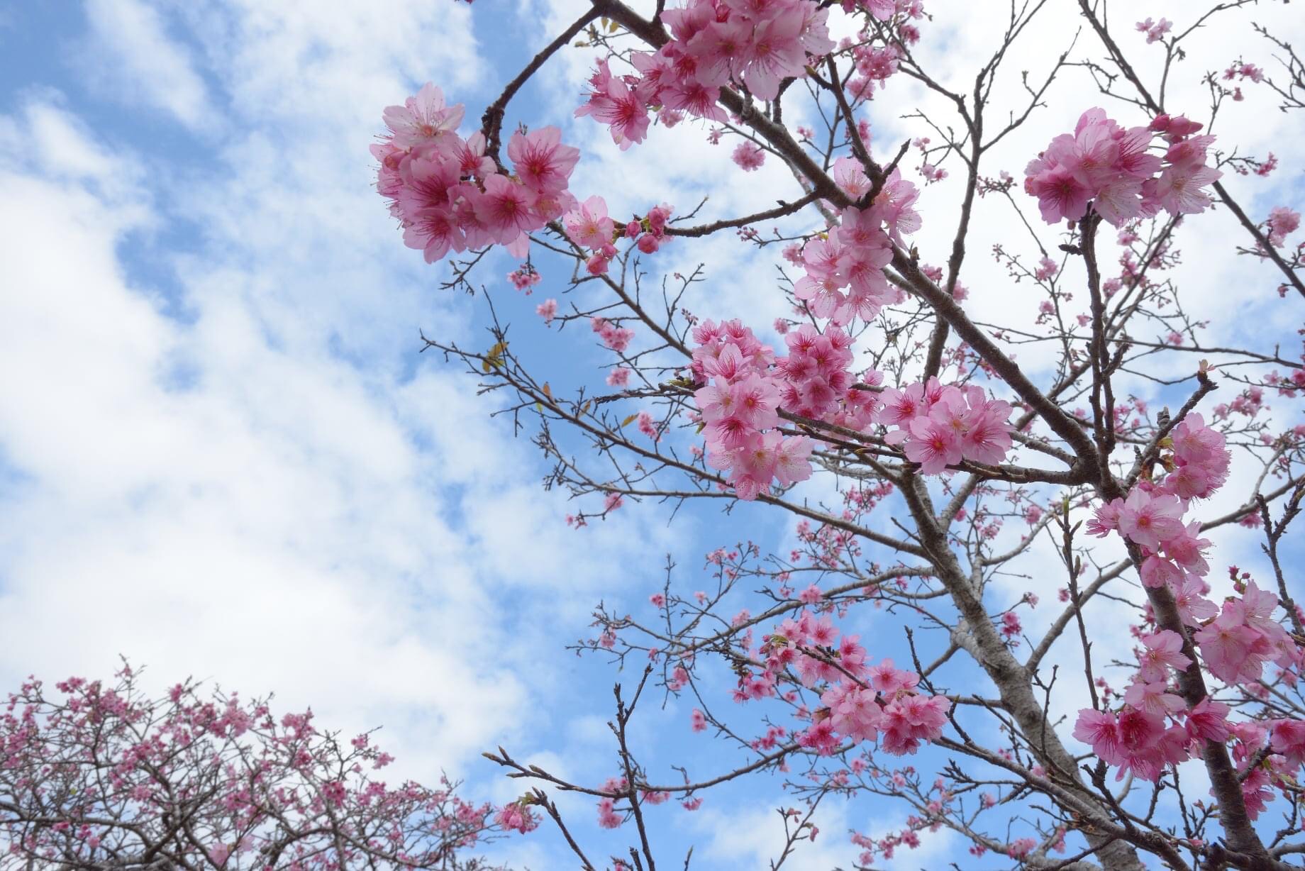 春まっ盛り